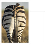 Plains Zebra, Moremi Game Reserve, Botswana by Anonymous