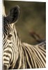 Plains Zebra, Moremi Game Reserve, Botswana by Anonymous
