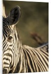 Plains Zebra, Moremi Game Reserve, Botswana by Anonymous