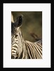 Plains Zebra, Moremi Game Reserve, Botswana by Anonymous