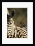 Plains Zebra, Moremi Game Reserve, Botswana by Anonymous