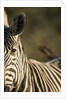 Plains Zebra, Moremi Game Reserve, Botswana by Anonymous