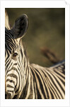 Plains Zebra, Moremi Game Reserve, Botswana by Anonymous