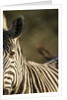 Plains Zebra, Moremi Game Reserve, Botswana by Anonymous