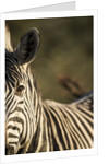 Plains Zebra, Moremi Game Reserve, Botswana by Anonymous