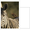 Plains Zebra, Moremi Game Reserve, Botswana by Anonymous