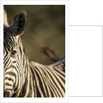 Plains Zebra, Moremi Game Reserve, Botswana by Anonymous