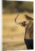 Wildebeest, Moremi Game Reserve, Botswana by Anonymous