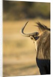 Wildebeest, Moremi Game Reserve, Botswana by Anonymous