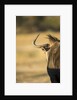 Wildebeest, Moremi Game Reserve, Botswana by Anonymous