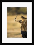 Wildebeest, Moremi Game Reserve, Botswana by Anonymous