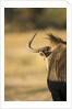 Wildebeest, Moremi Game Reserve, Botswana by Anonymous