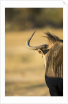 Wildebeest, Moremi Game Reserve, Botswana by Anonymous