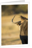 Wildebeest, Moremi Game Reserve, Botswana by Anonymous
