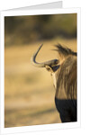 Wildebeest, Moremi Game Reserve, Botswana by Anonymous