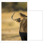 Wildebeest, Moremi Game Reserve, Botswana by Anonymous
