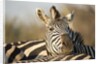 Plains Zebra Herd, Moremi Game Reserve, Botswana by Anonymous