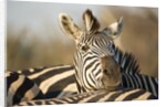 Plains Zebra Herd, Moremi Game Reserve, Botswana by Anonymous