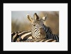 Plains Zebra Herd, Moremi Game Reserve, Botswana by Anonymous
