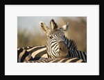 Plains Zebra Herd, Moremi Game Reserve, Botswana by Anonymous