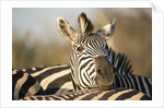 Plains Zebra Herd, Moremi Game Reserve, Botswana by Anonymous