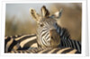 Plains Zebra Herd, Moremi Game Reserve, Botswana by Anonymous