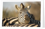 Plains Zebra Herd, Moremi Game Reserve, Botswana by Anonymous