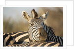 Plains Zebra Herd, Moremi Game Reserve, Botswana by Anonymous