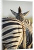 Plains Zebra Herd, Moremi Game Reserve, Botswana by Anonymous
