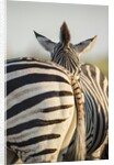 Plains Zebra Herd, Moremi Game Reserve, Botswana by Anonymous