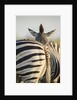 Plains Zebra Herd, Moremi Game Reserve, Botswana by Anonymous