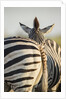 Plains Zebra Herd, Moremi Game Reserve, Botswana by Anonymous