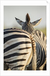 Plains Zebra Herd, Moremi Game Reserve, Botswana by Anonymous