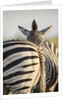 Plains Zebra Herd, Moremi Game Reserve, Botswana by Anonymous