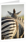Plains Zebra Herd, Moremi Game Reserve, Botswana by Anonymous