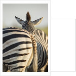 Plains Zebra Herd, Moremi Game Reserve, Botswana by Anonymous