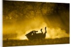 Plains Zebra at Sunset, Moremi Game Reserve, Botswana by Anonymous