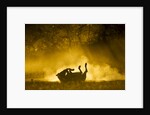Plains Zebra at Sunset, Moremi Game Reserve, Botswana by Anonymous