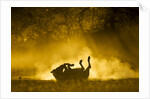 Plains Zebra at Sunset, Moremi Game Reserve, Botswana by Anonymous