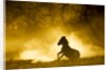 Plains Zebra at Sunset, Moremi Game Reserve, Botswana by Anonymous