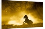 Plains Zebra at Sunset, Moremi Game Reserve, Botswana by Anonymous
