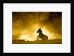 Plains Zebra at Sunset, Moremi Game Reserve, Botswana by Anonymous