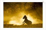 Plains Zebra at Sunset, Moremi Game Reserve, Botswana by Anonymous