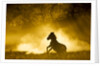 Plains Zebra at Sunset, Moremi Game Reserve, Botswana by Anonymous
