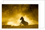 Plains Zebra at Sunset, Moremi Game Reserve, Botswana by Anonymous