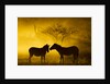 Plains Zebra at Sunset, Moremi Game Reserve, Botswana by Anonymous