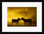 Plains Zebra at Sunset, Moremi Game Reserve, Botswana by Anonymous