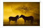 Plains Zebra at Sunset, Moremi Game Reserve, Botswana by Anonymous