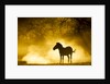 Plains Zebra at Sunset, Moremi Game Reserve, Botswana by Anonymous
