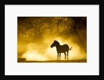 Plains Zebra at Sunset, Moremi Game Reserve, Botswana by Anonymous